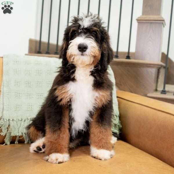Rocky, Mini Bernedoodle Puppy